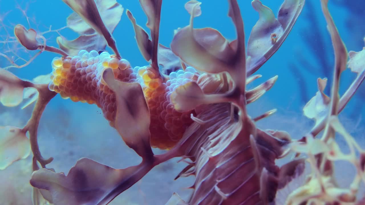 알을 가진 잎이 많은 바다 용 4k 슬로우 모션 사우스 오스트레일리아