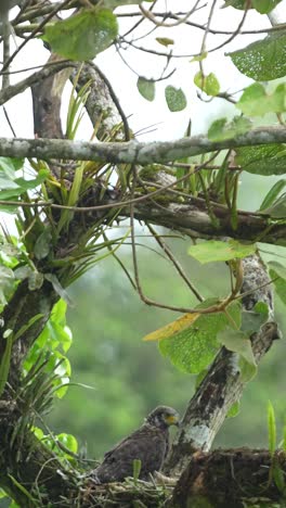a crested serpent eagle perched on a tree branch in a lush tropical forest, surrounded by greenery and epiphytesn with vertical orientation