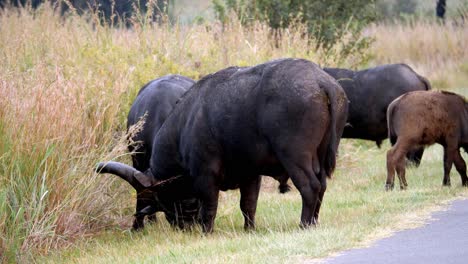 el búfalo africano macho muestra grandes testículos a la cámara mientras mastica la cena