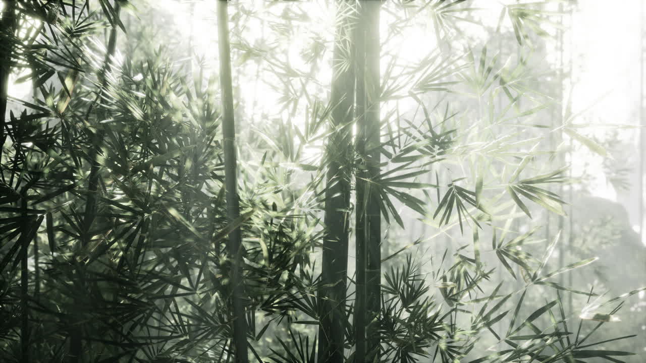 bosque de bambú iluminado por el sol