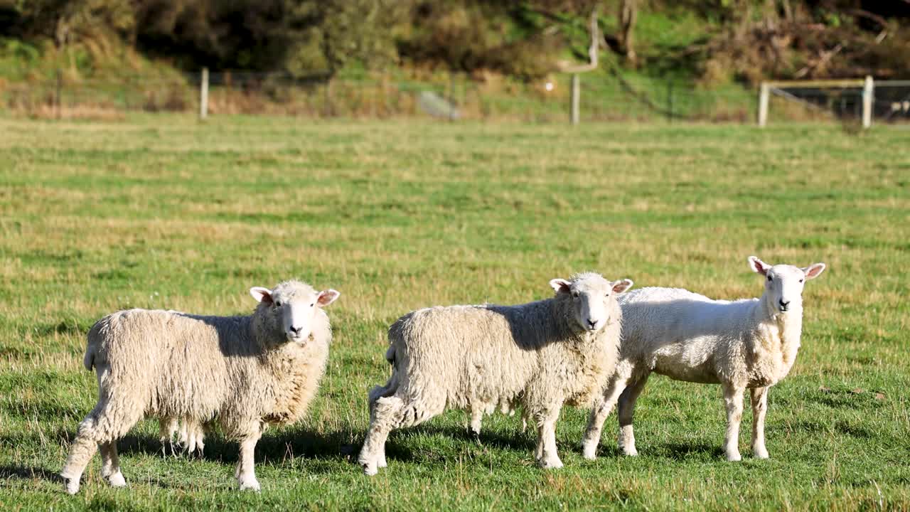 Three sheep stand in a lush, green field under bright sunlight, creating a serene and pastoral scene