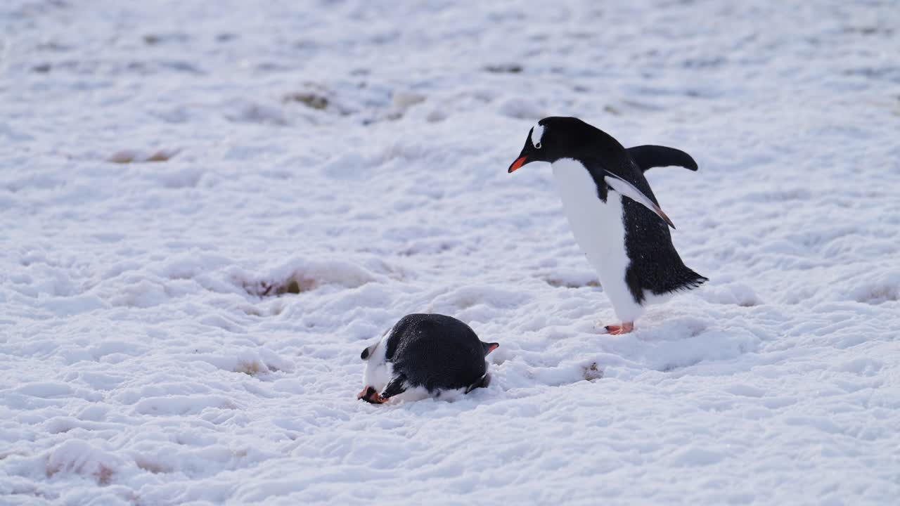 Slow Motion Penguin Walking on Snow and Ice in Antarctica, Gentoo Penguins on Wildlife and Animals Trip on Antarctic Peninsula, Beautiful Cute Bird in Conservation Area in Cold Winter Scenery