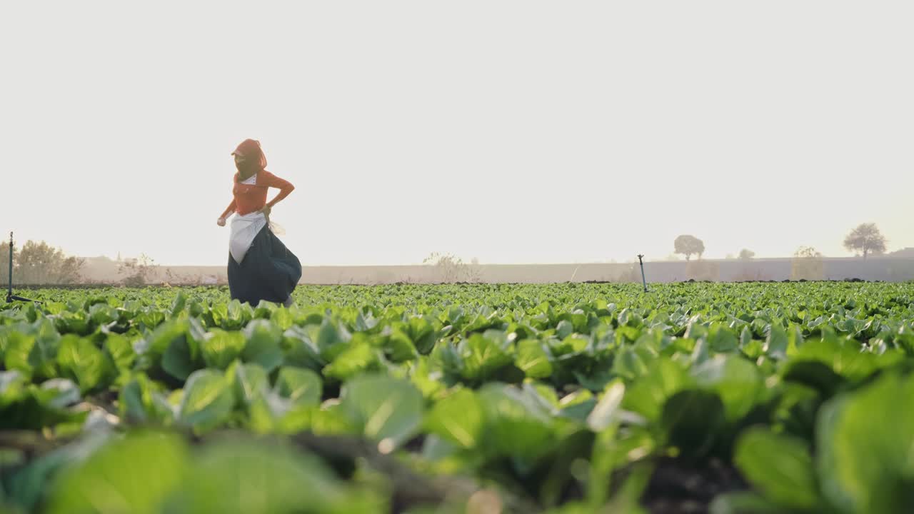 여성 농부는 러드 식물의 에 비료를 뿌립니다. 전통적인 농업