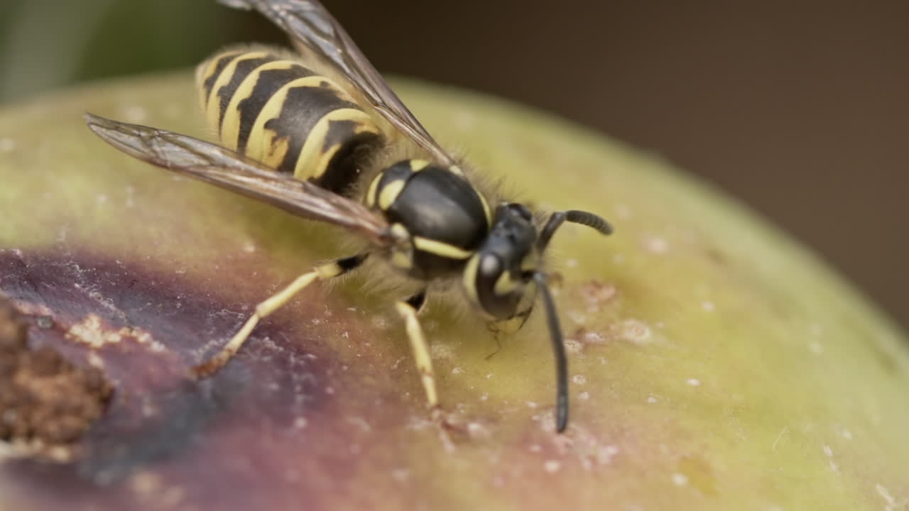 avispa caminando en una manzana ligeramente podrida en busca de comida