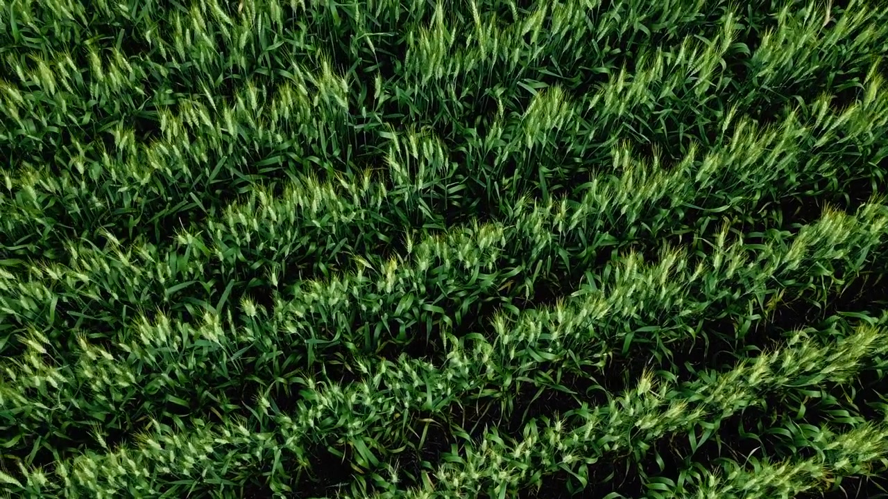 Ripresa aerea ravvicinata con drone che sorvola piante di grano verde mosse dal vento in un campo di prateria durante la stagione di crescita estiva.