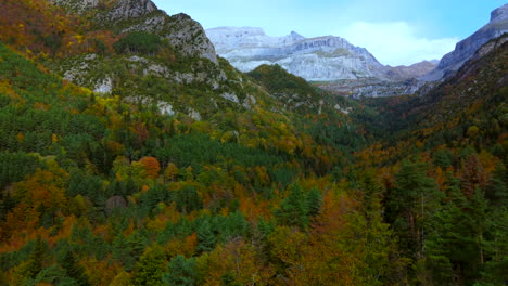 Aerial-view-flying-into-the-autumn-trees