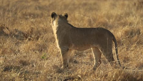 hermoso joven león macho caminando y tropezando en luz dorada, mashatu botswana