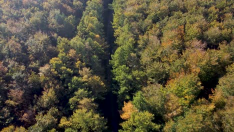 Carro-Hacia-Atrás-Sobre-Un-Bosque-Con-Colores-Otoñales-Y-Camino