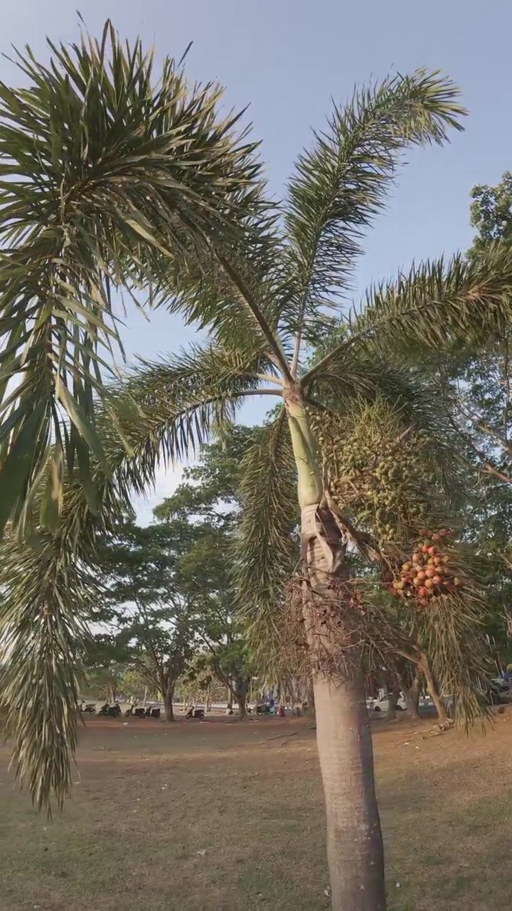 Foxtail Palm Tree With Fruit in a Park
