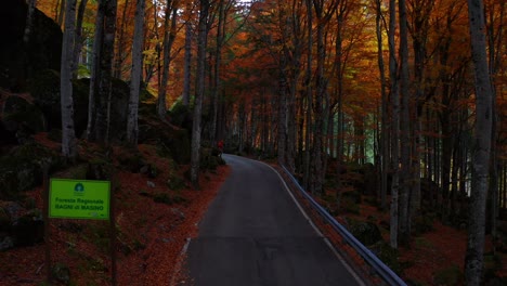 aerial dolly along empty winding road through red orange autumnal woodlands forest of bagni di masino