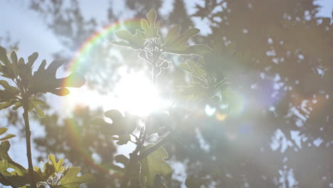 Sun-rays-passing-trough-branches-budding-south-of-France-spring