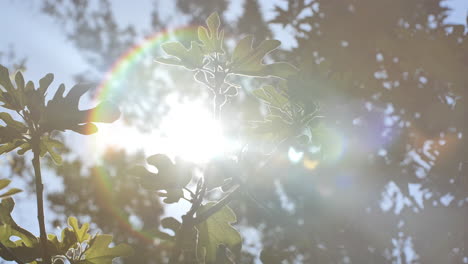 los rayos del sol pasan por las ramas que brotan al sur de francia primavera