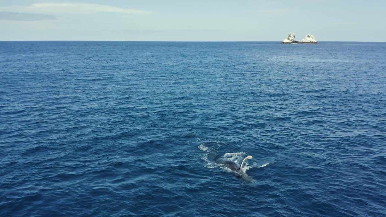 Humpback whale rolls and hits water with Revillagigedo Islands in background
