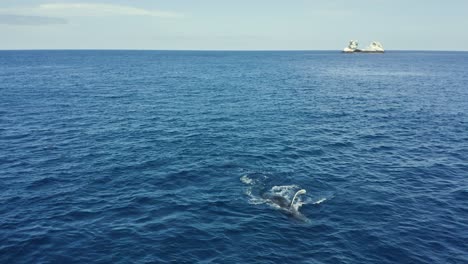 humpback whale rolls and hits water with revillagigedo islands in background