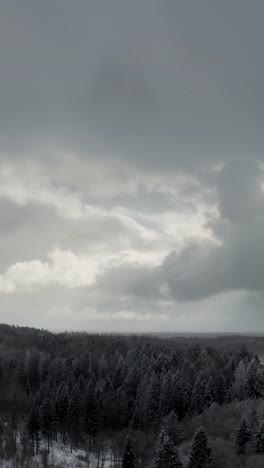 vertical aerial drone view of dramatic clouds over the forest with snow falling over a forest in countryside landscape. frozen forest trees in winter.