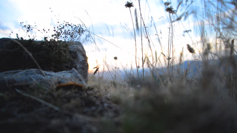 focus pulling on a caterpillar crawling