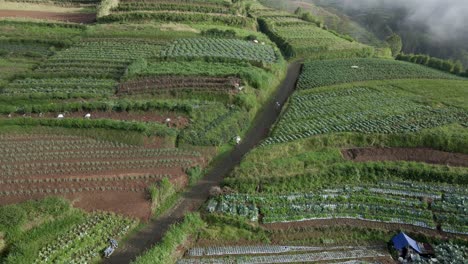 Toma-De-Drone-De-Un-Granjero-Caminando-Hacia-La-Plantación-De-Hortalizas,-Indonesia_video-4k