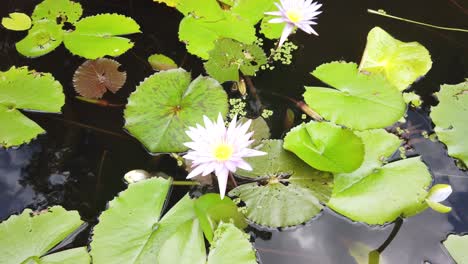 large fresh and fertile fish pond with water lilies and flowers on the surface in a beautiful thai garden