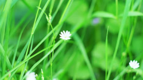 small white flower in a grassy field