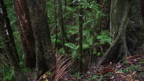 scenic view of high cliff with tall trees in national park wollumbin in australia during wet rainy day.