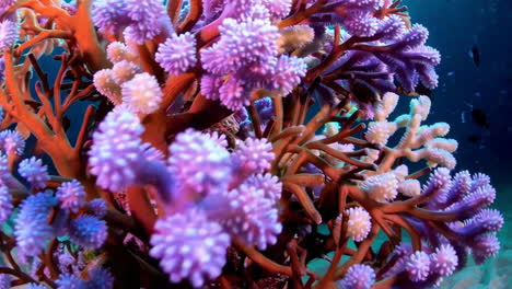 el vibrante arrecife de coral bajo el agua