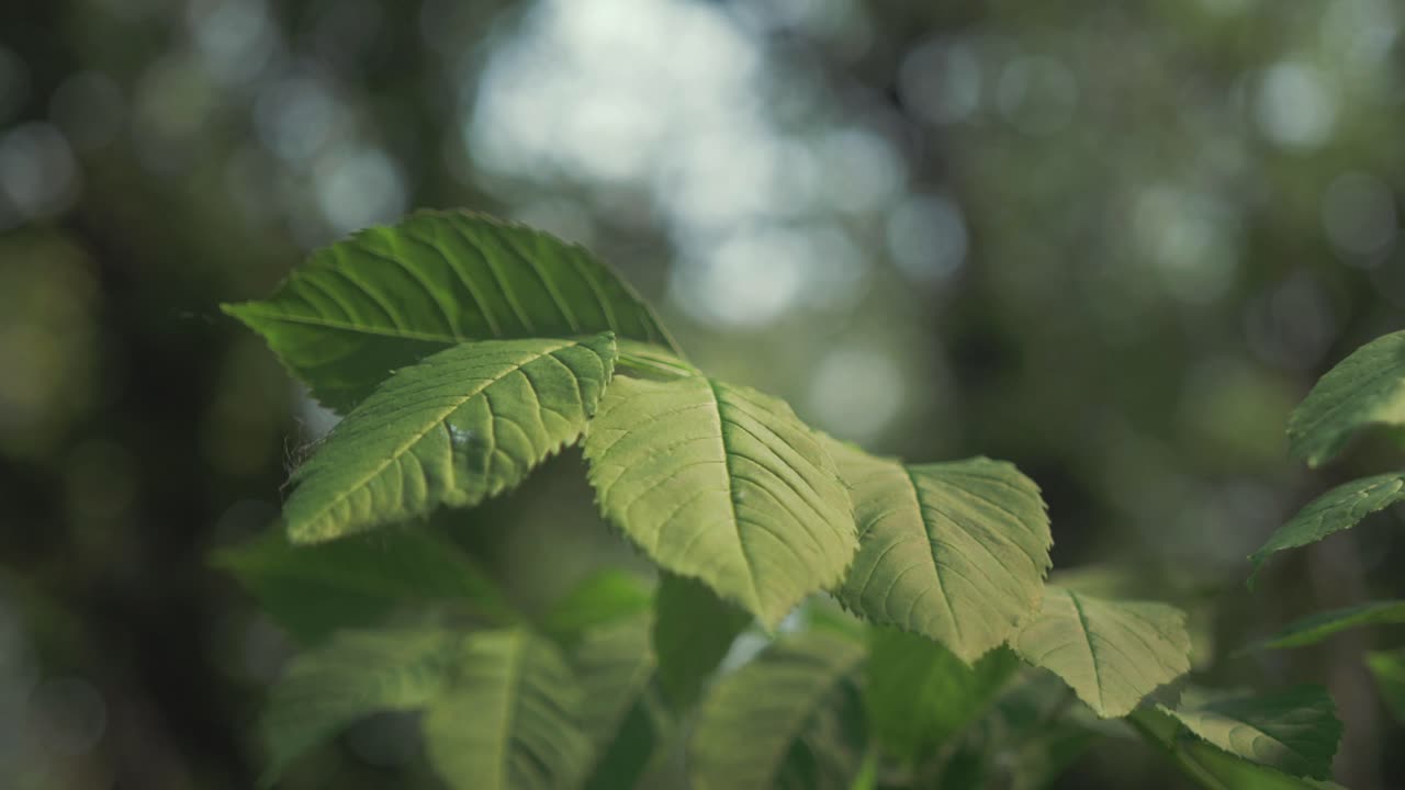 exuberantes hojas verdes que soplan en el viento dentro del bosque
