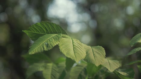 Exuberantes-Hojas-Verdes-Que-Soplan-En-El-Viento-Dentro-Del-Bosque