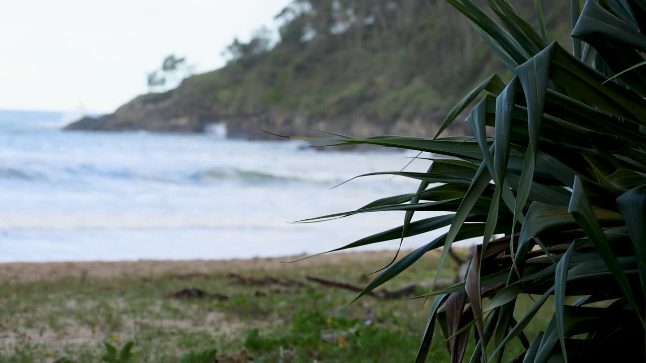 A tranquil beach scene with gentle waves and lush greenery under soft, natural lighting at Coffs Harbour, Australia
