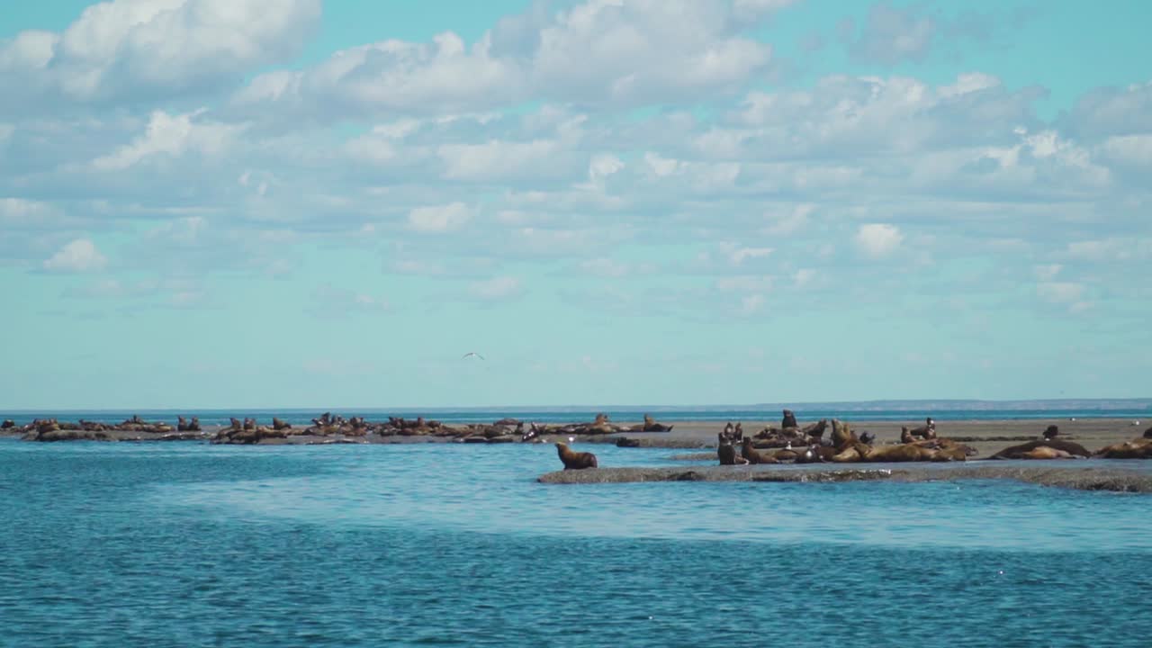 화창한 날 파타고니아 해안선에 있는 바다사자 서식지의 공중 전망 - 공중 드론 샷