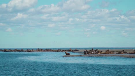 Aerial-View-Of-Sea-Lions-Colony-In-Patagonian-Coastline-On-A-Sunny-Day---aerial-drone-shot