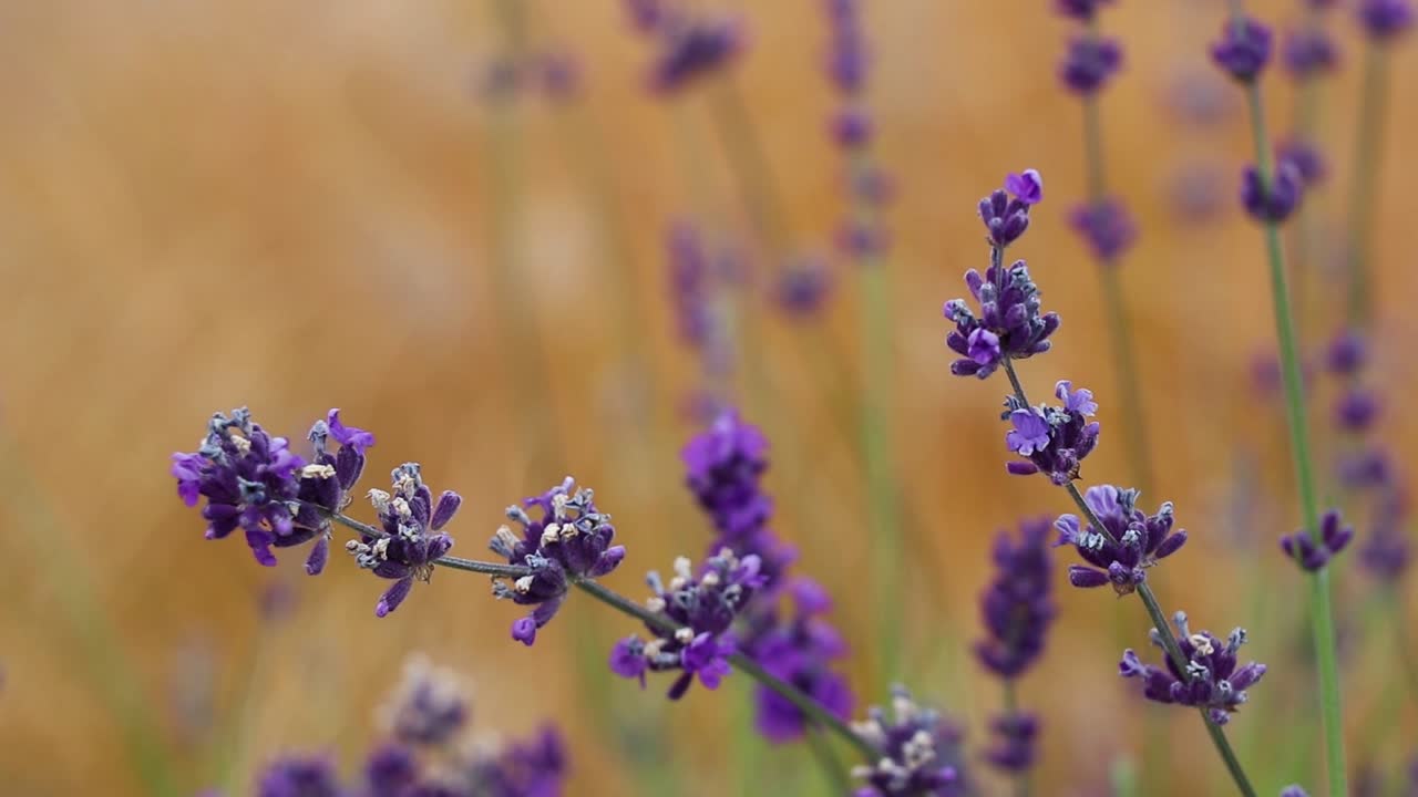 Desert Sage Flowers In Wind Slow Motion 10 Second Video
