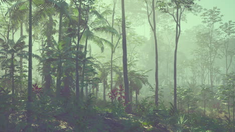 tranquil tropical jungle with fog