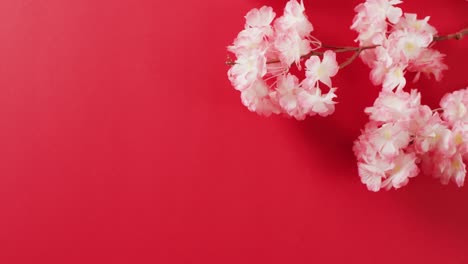 video of close up of cherry blossom on red background