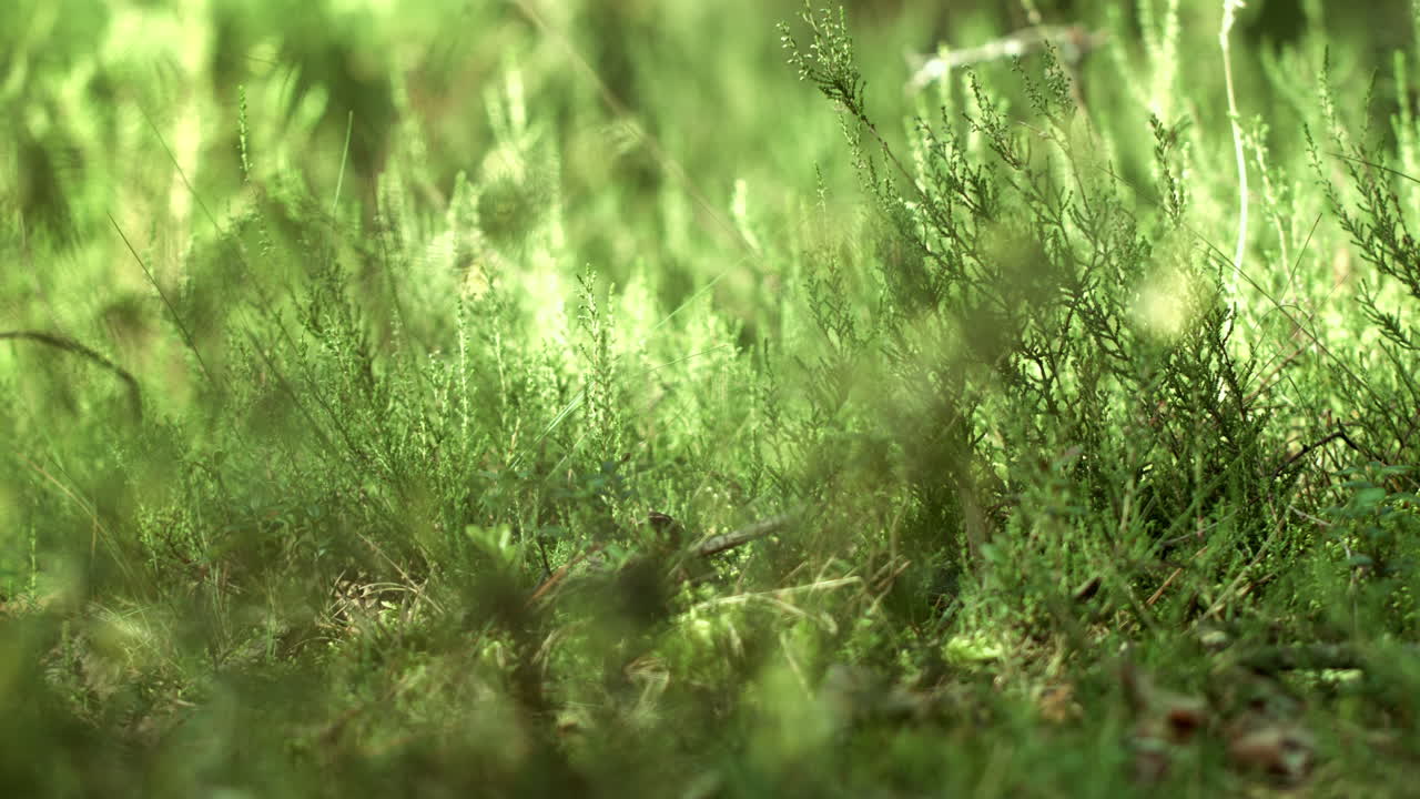 plantas forestales que crecen en la parte inferior. hermosa naturaleza. concepto de verano