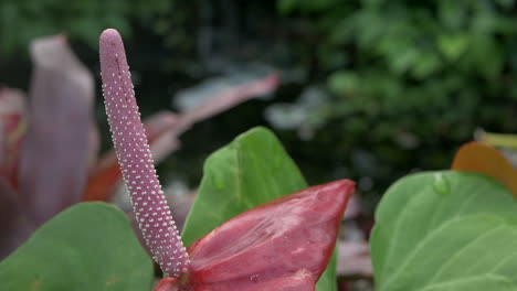 Anthurium-Tropical-Flower-Growing-In-A-Botanical-Garden,-TILT-UP