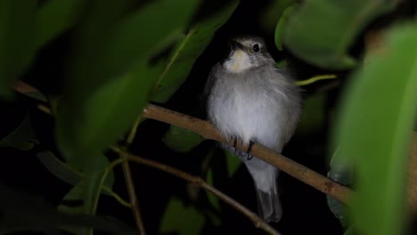 Schlafplatz-Im-Blattwerk-Eines-Baumes-Mit-Etwas-Orange-An-Der-Kehle-Als-Winterkleid-Gefunden,-Rotkehlschnäpper,-Ficedula-Albicilla-Schlafplatz,-Kaeng-Krachan-Nationalpark,-Thailand