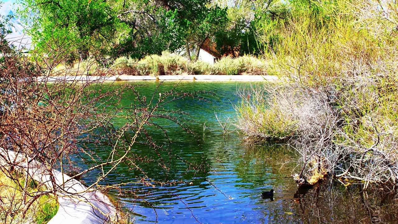 Southern Nevada wetlands and wildlife