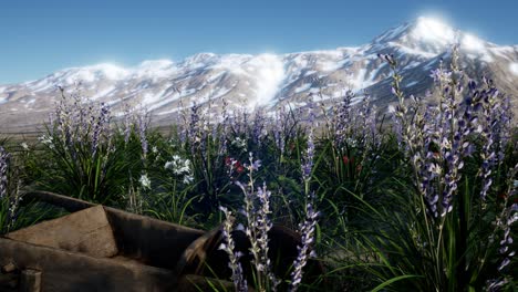 Lavender-field-with-blue-sky-and-mountain-cover-with-snow