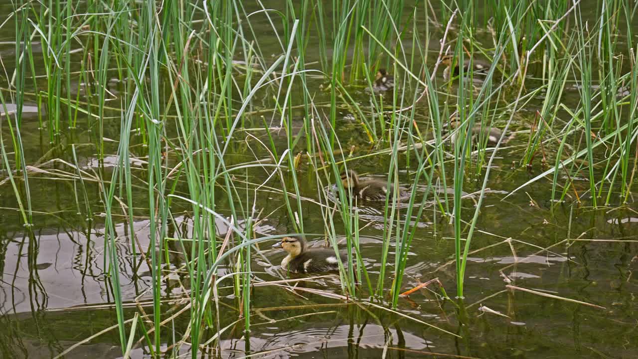 Family Brood of cute baby Ducklings swimming through lake reed grasses