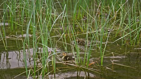 family brood of cute baby ducklings swimming through lake reed grasses