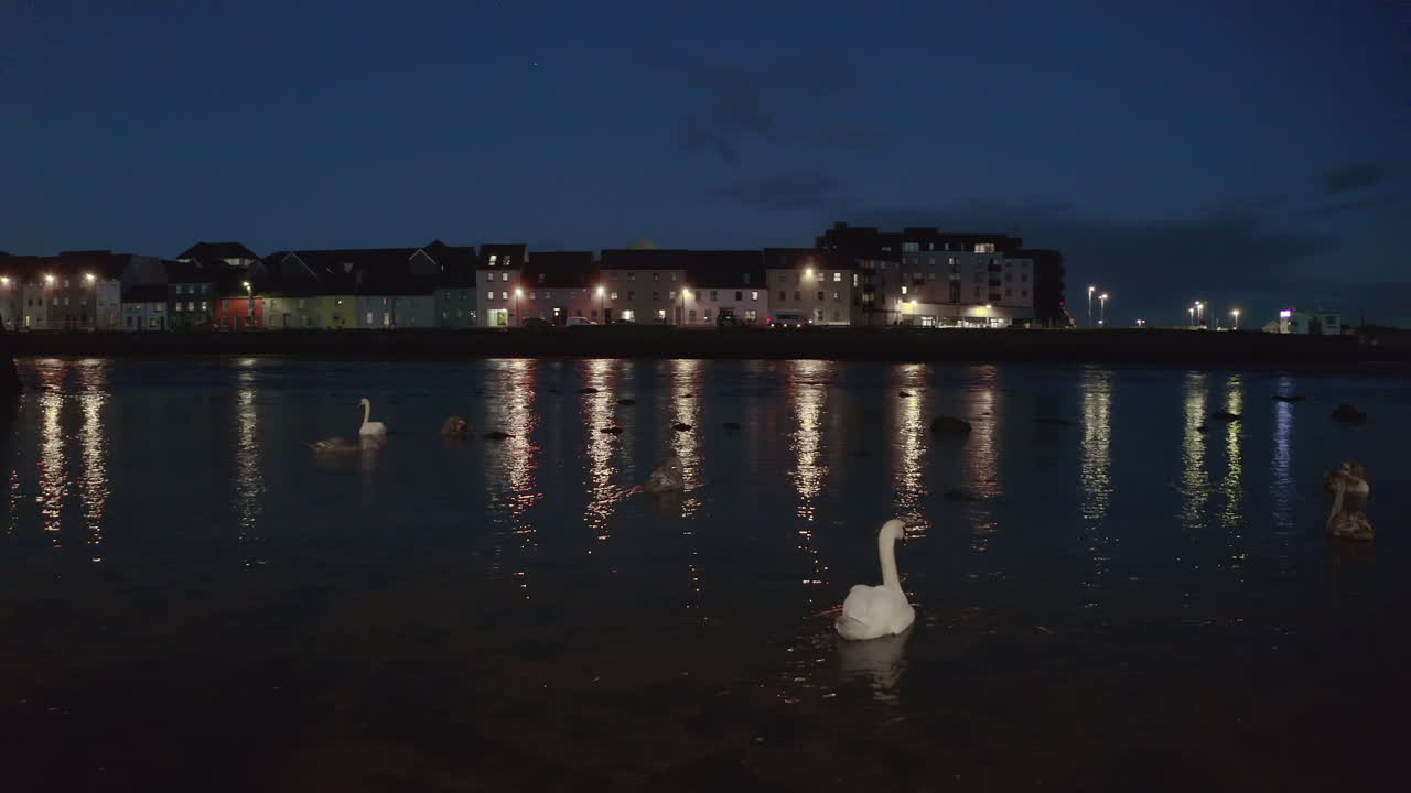 Swans on a River at Night in an Irish Town