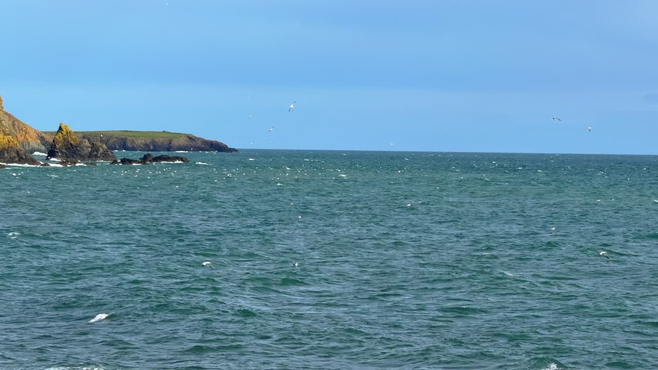 Irish coast seabirds diving into sea into shoal of fish copper Coast Waterford epic location