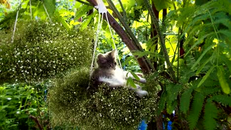 kitten sleeping