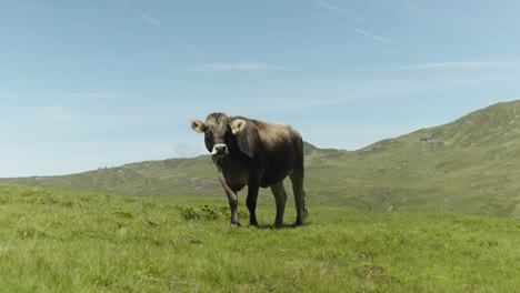 A-horned-cow-peacefully-grazes-in-the-Austrian-alpine-meadow,-its-bell-echoing-through-the-Tyrolean-landscape,-where-a-herd-roams-freely,-creating-a-serene-atmosphere