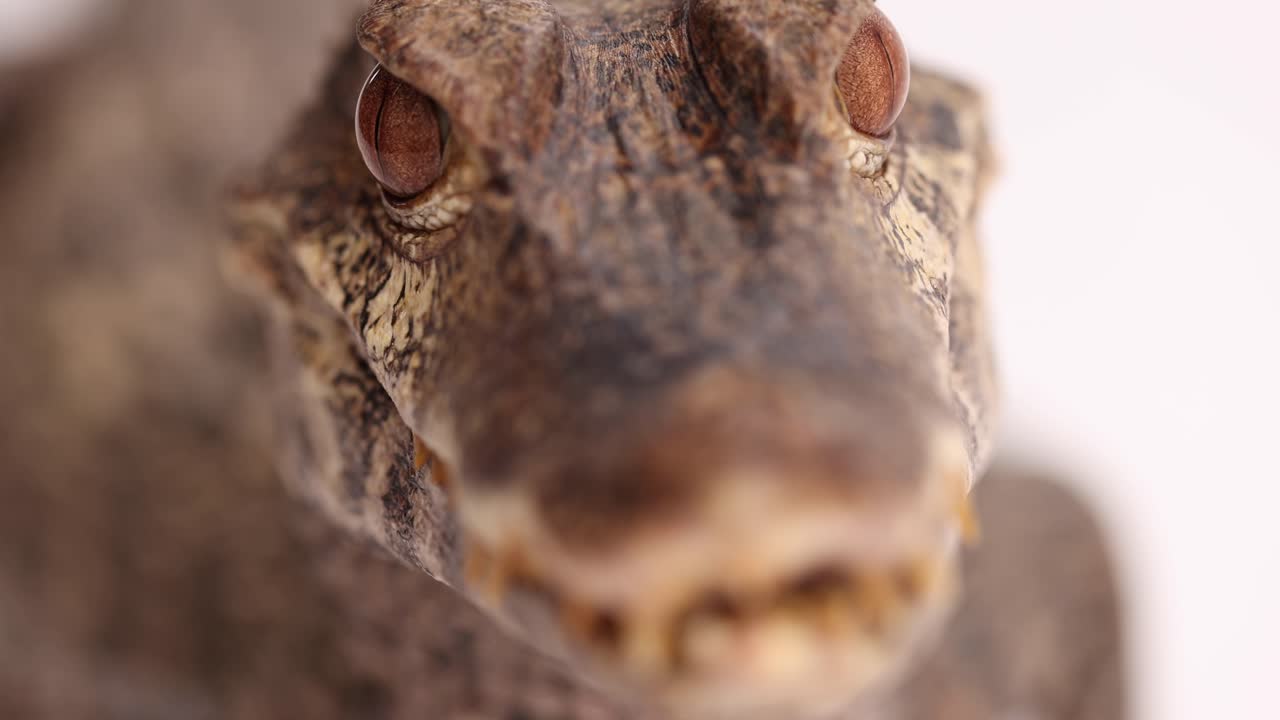 cuviers caiman enano macro estante enfoque hocico a ojos