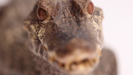 cuviers dwarf caiman macro rack focus snout to eyes