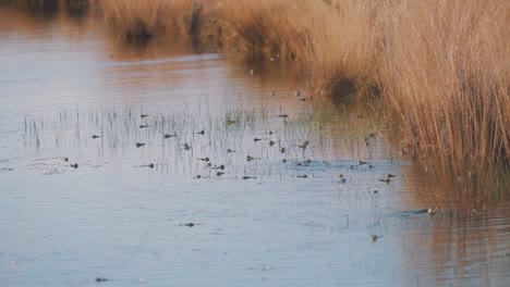 Moor-pond-full-of-many-frogs-in-still-water-in-autumn