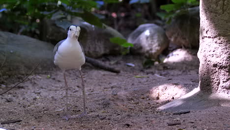 A-beautiful-Mask-Lapwing-walking-and-feeding-on-the-ground-then-looking-up-and-looking-at-the-camera---Medium-shot