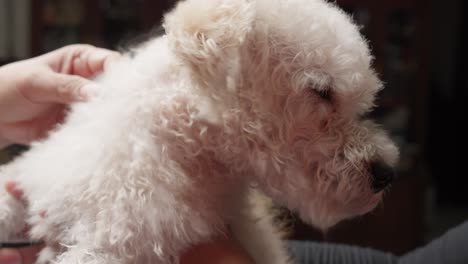 la familia adorable mascota canina
