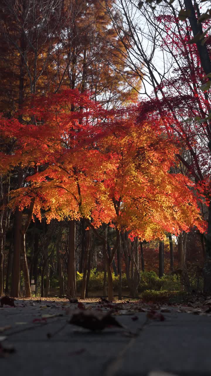 Low angle vertical shot of a vibrant Japanese maple tree canopy glowing with red and orange fall foliage under the warm light of the setting sun in a tranquil Seoul park